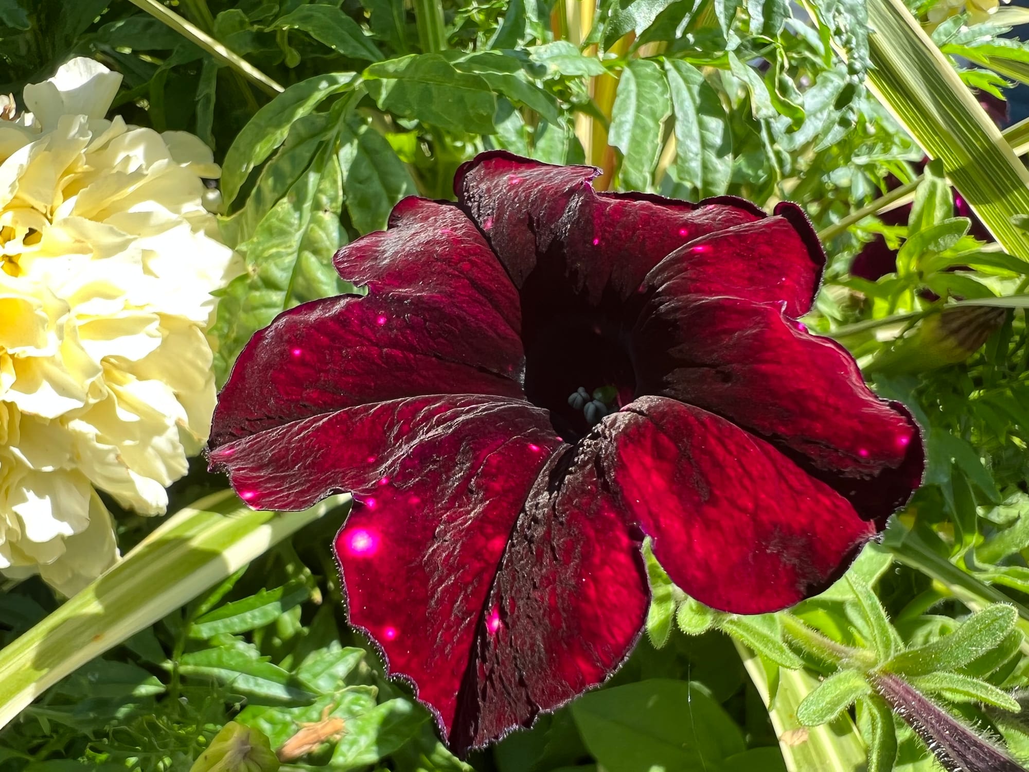 Flowering Annuals In The Landscape