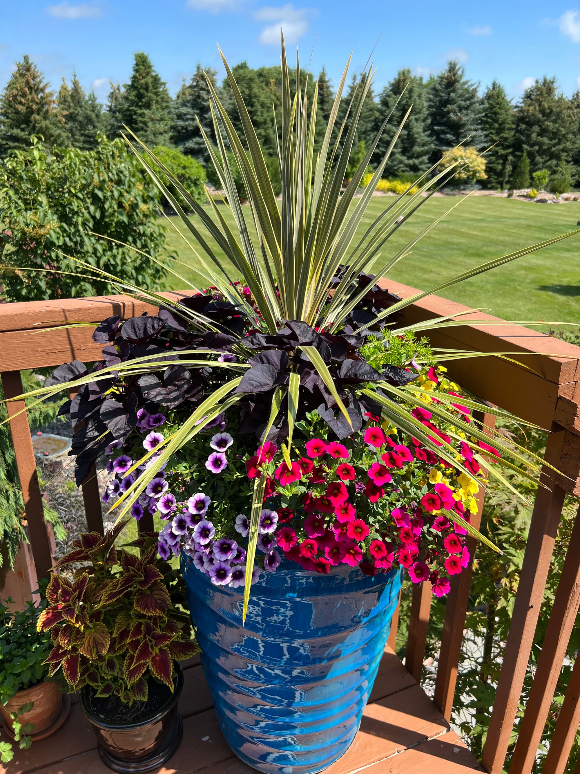 Flowering Annuals In The Landscape