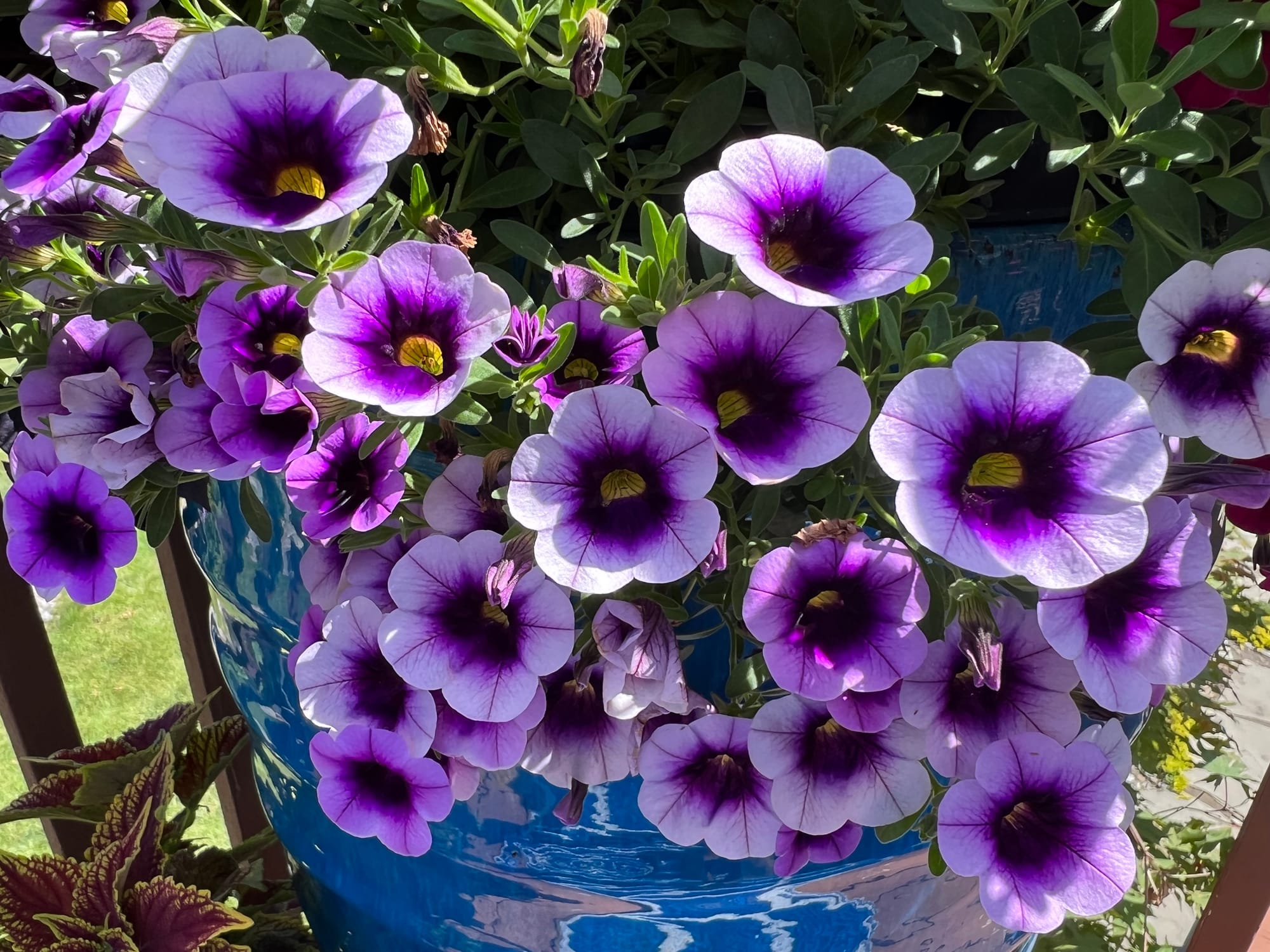 Flowering Annuals In The Landscape