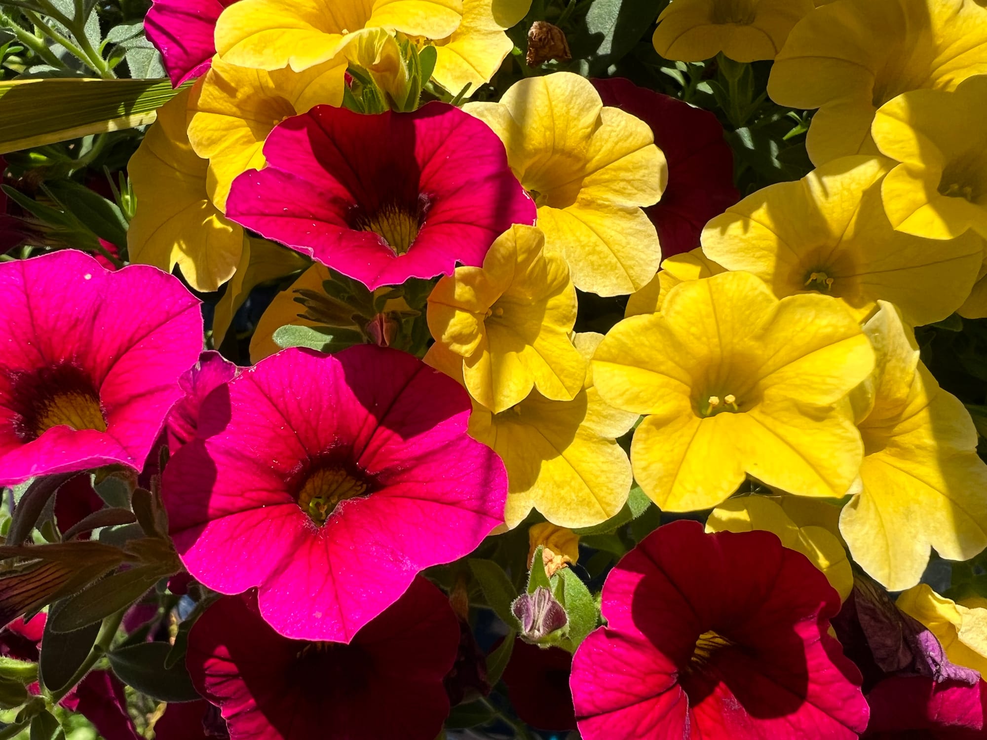 Flowering Annuals In The Landscape