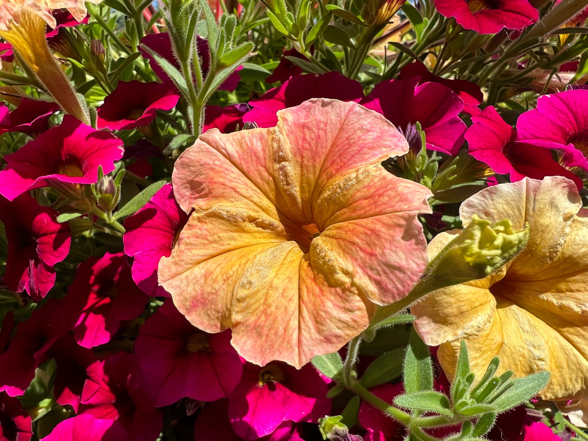 Flowering Annuals In The Landscape