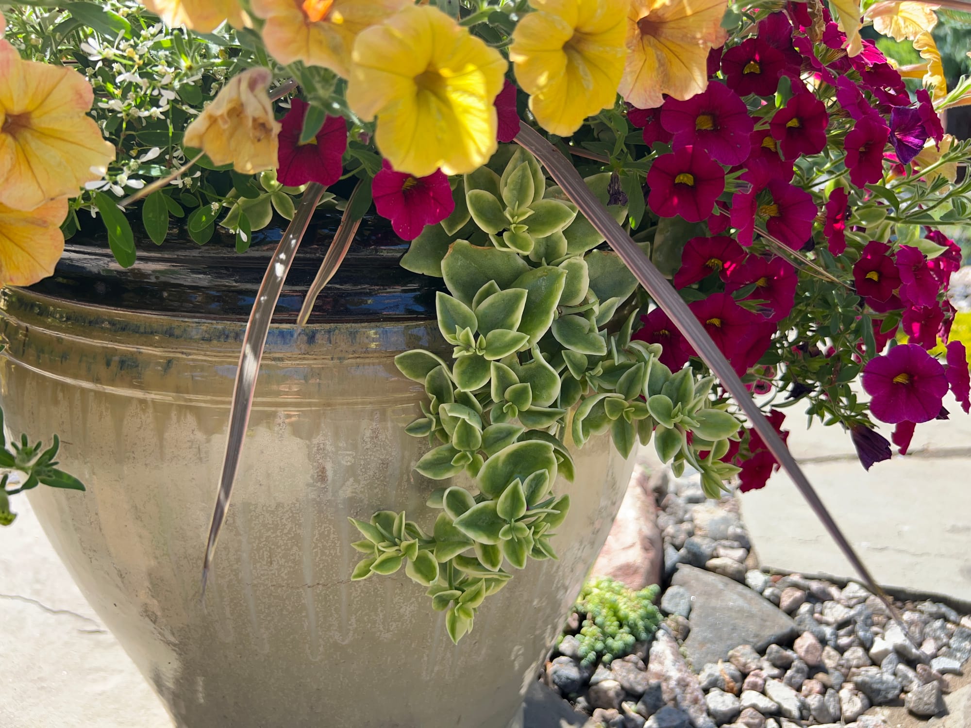 Flowering Annuals In The Landscape