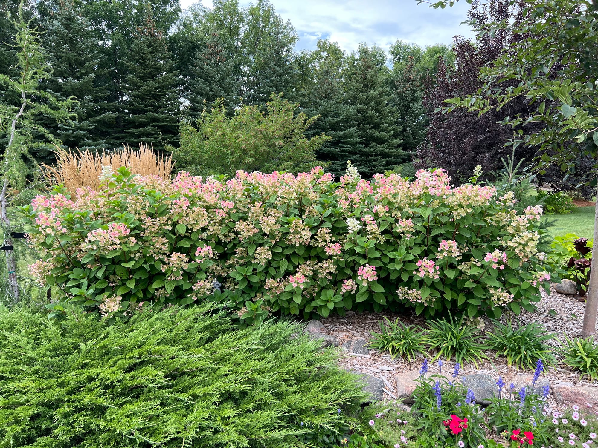 Landscape Bed Spring Cleanup And A Variety Tour