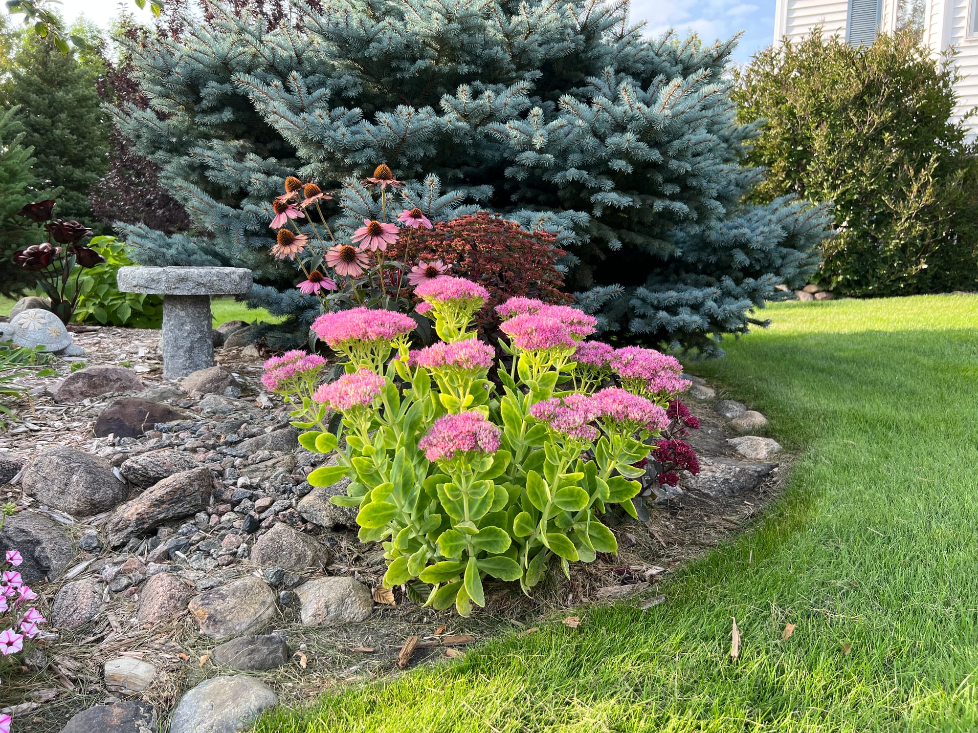 Neon Sedum