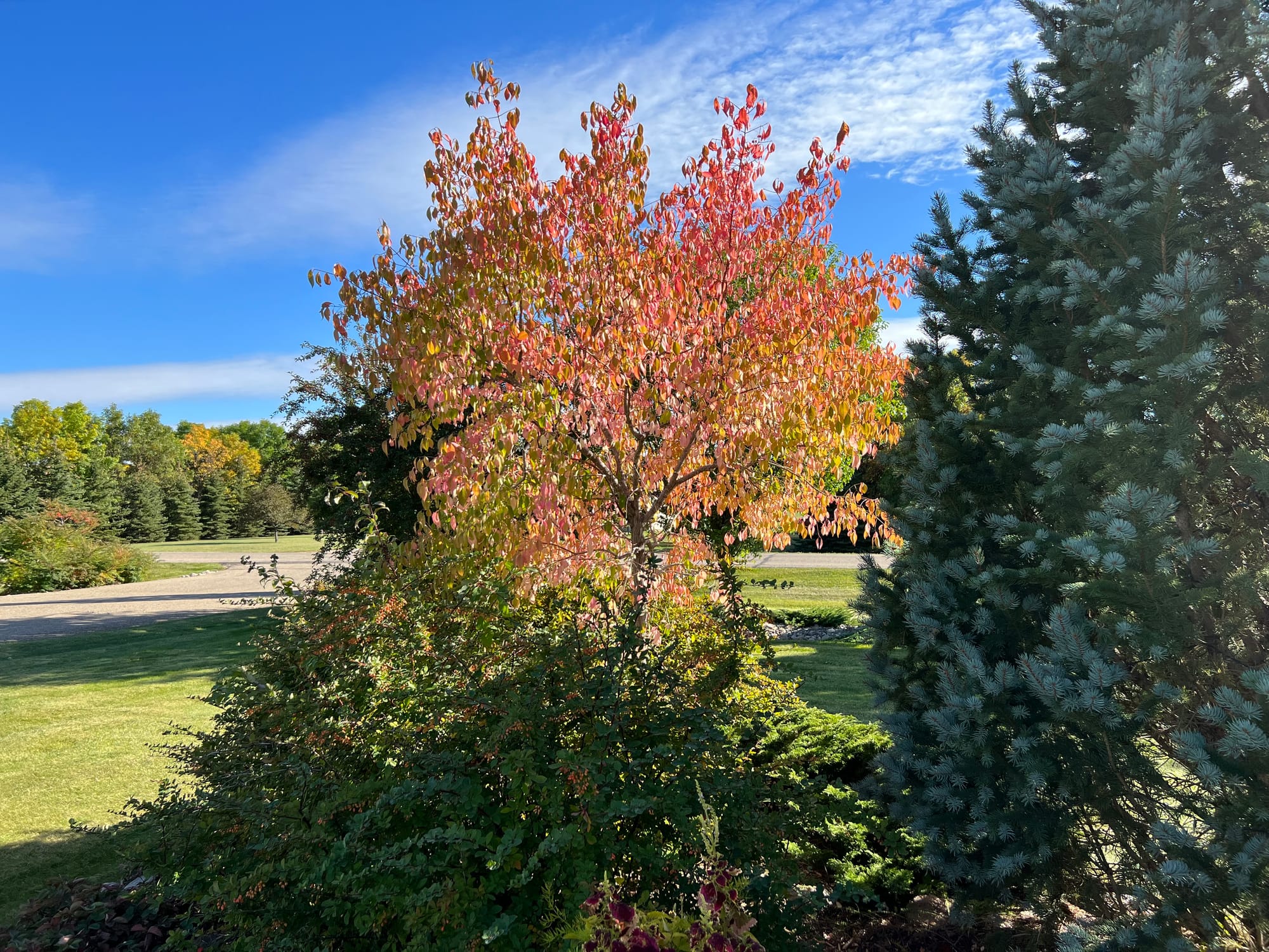 Landscape Bed Spring Cleanup And A Variety Tour