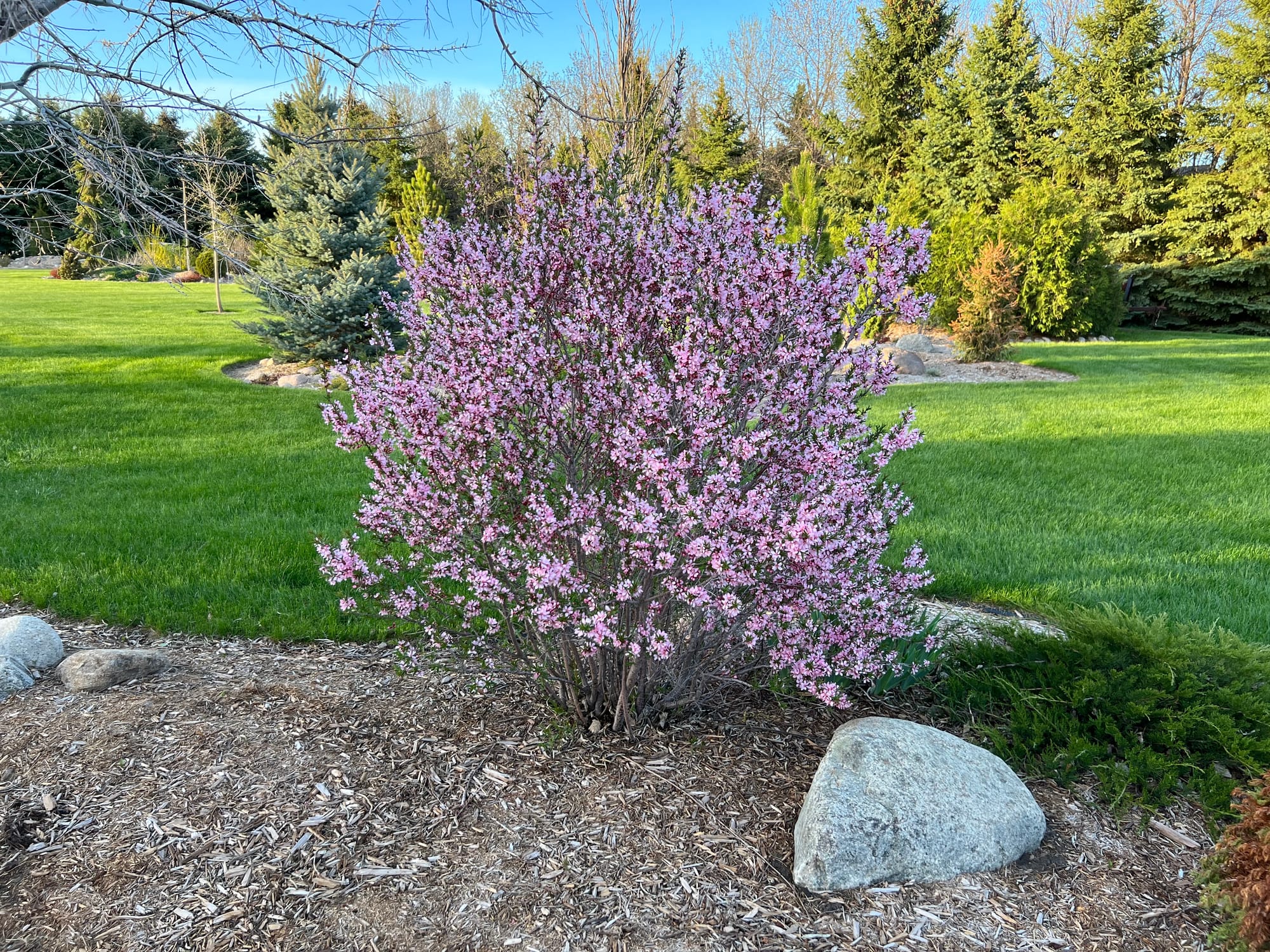 Dwarf Russian Almond In Bloom