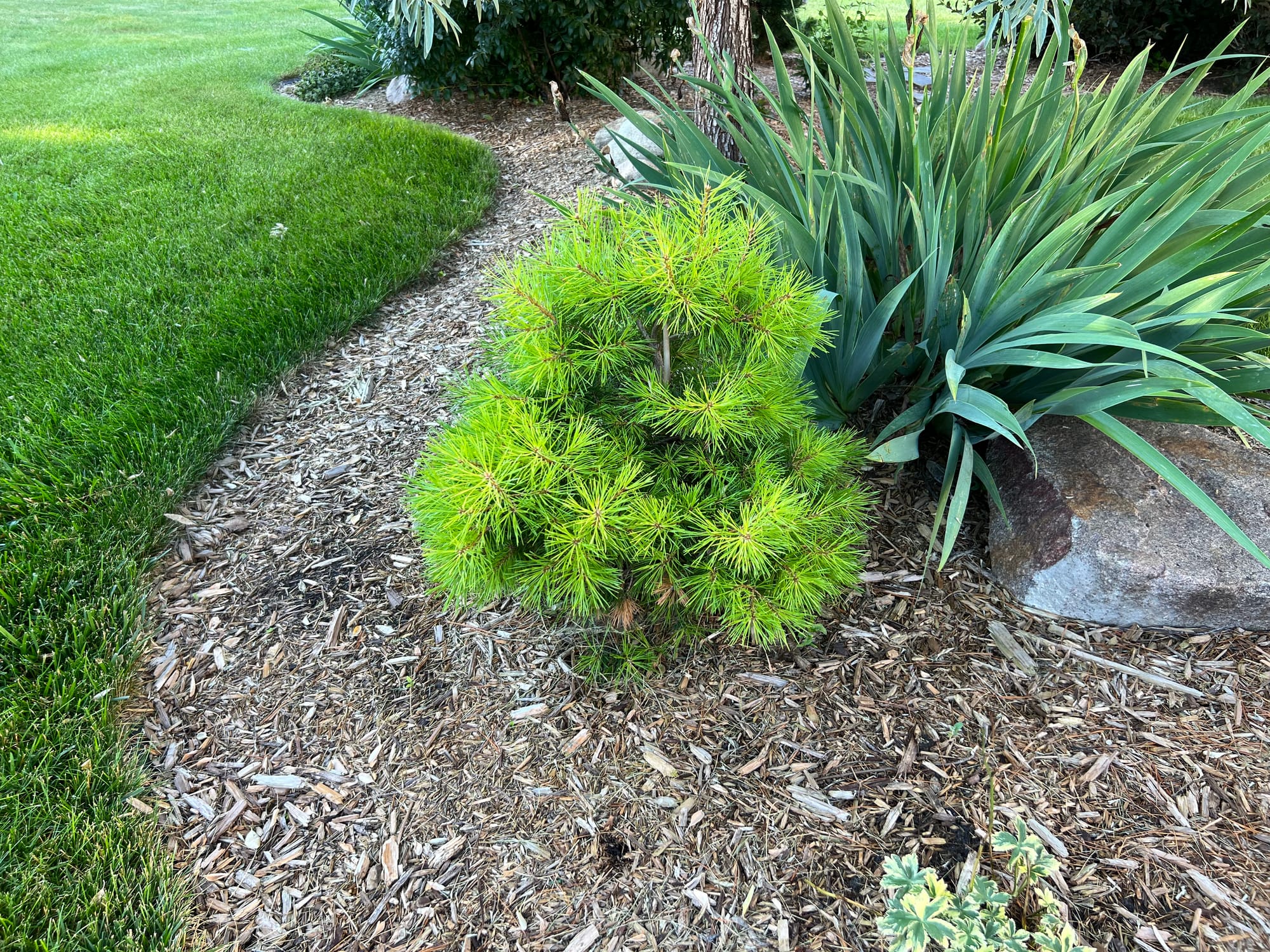 Trollguld Scots Pine