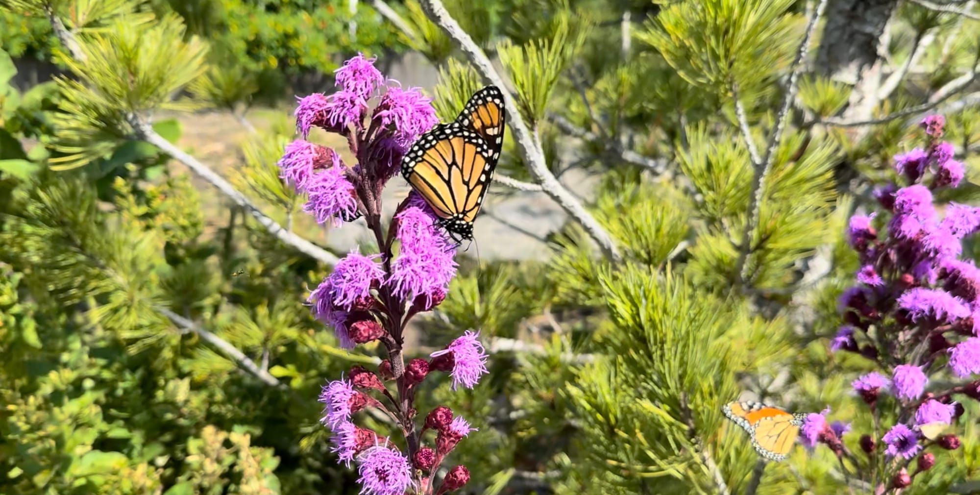Meadow Blazing Star (Liatris ligulistylis)