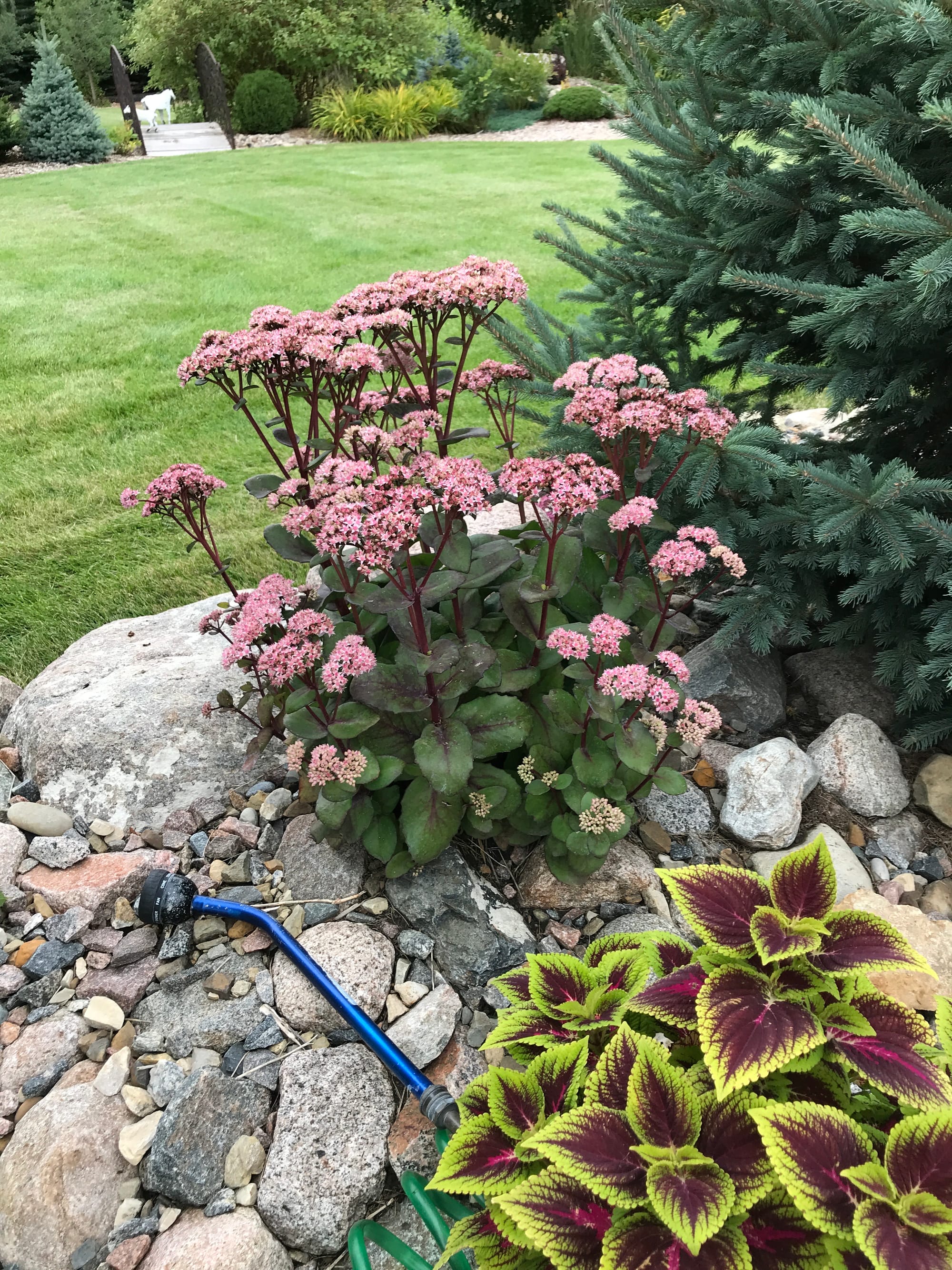 Matrona Sedum
