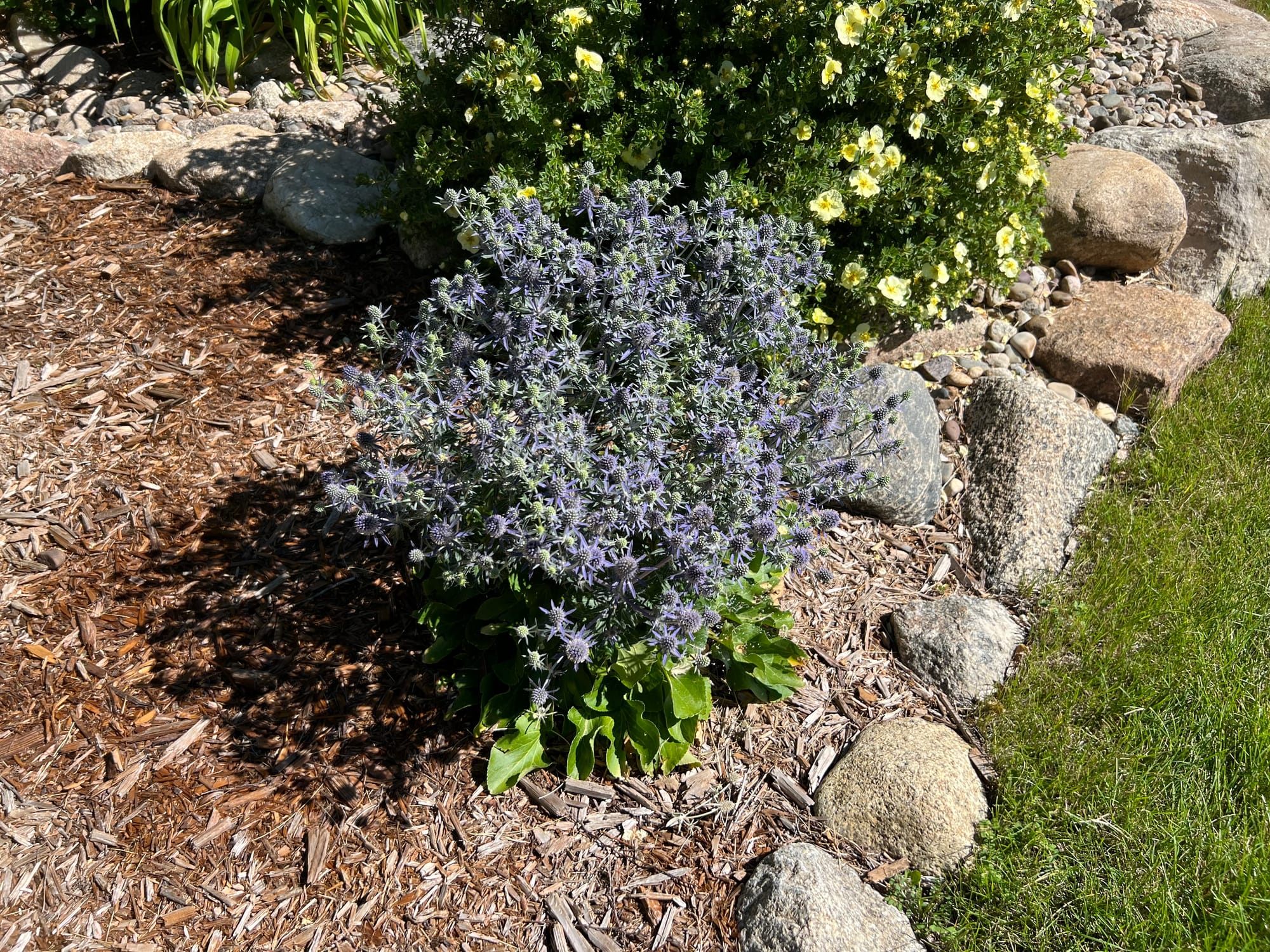 Sea Holly (Eryngium planum)
