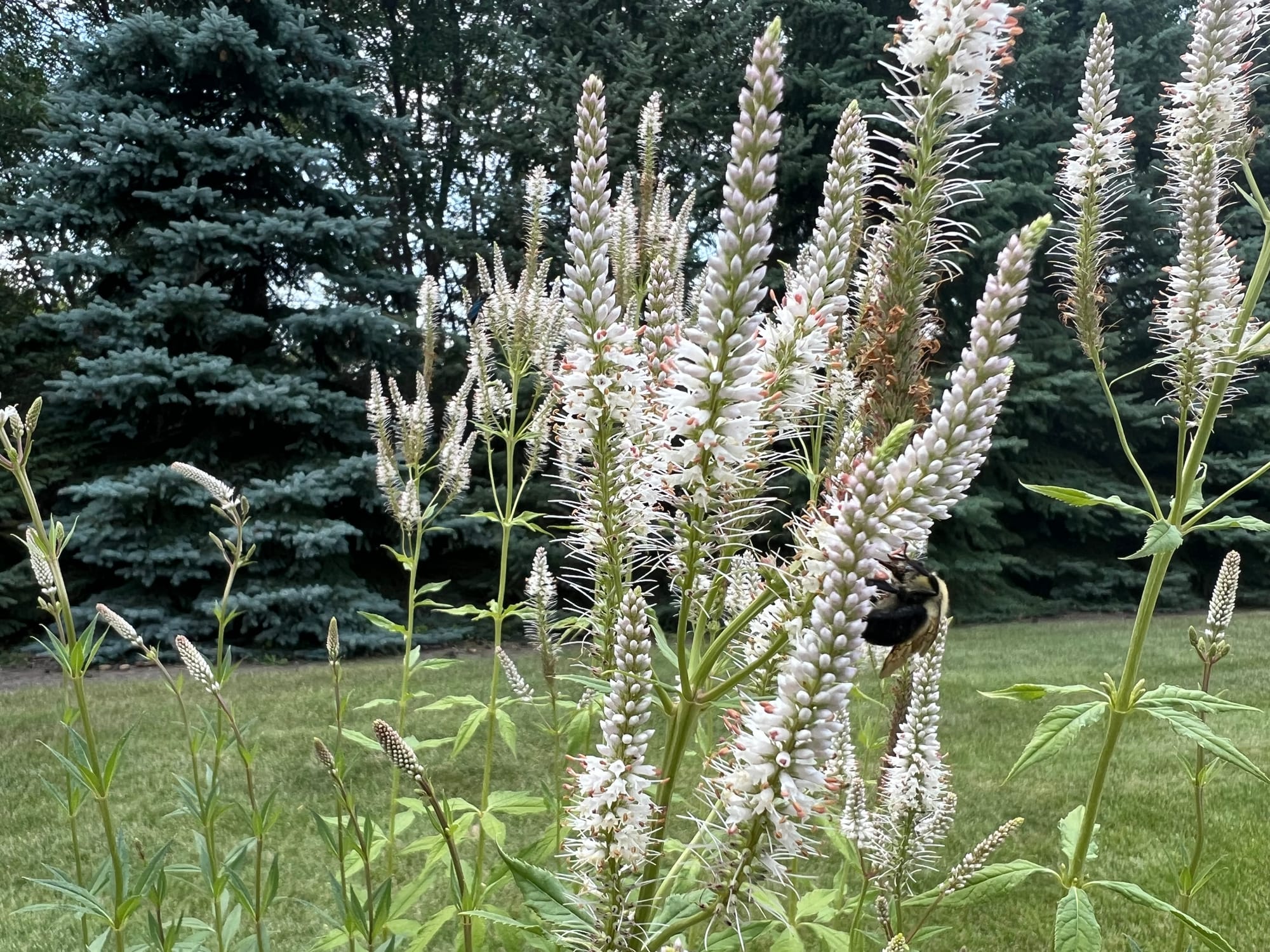 Culver's Root (Veronicastrum virginicum)