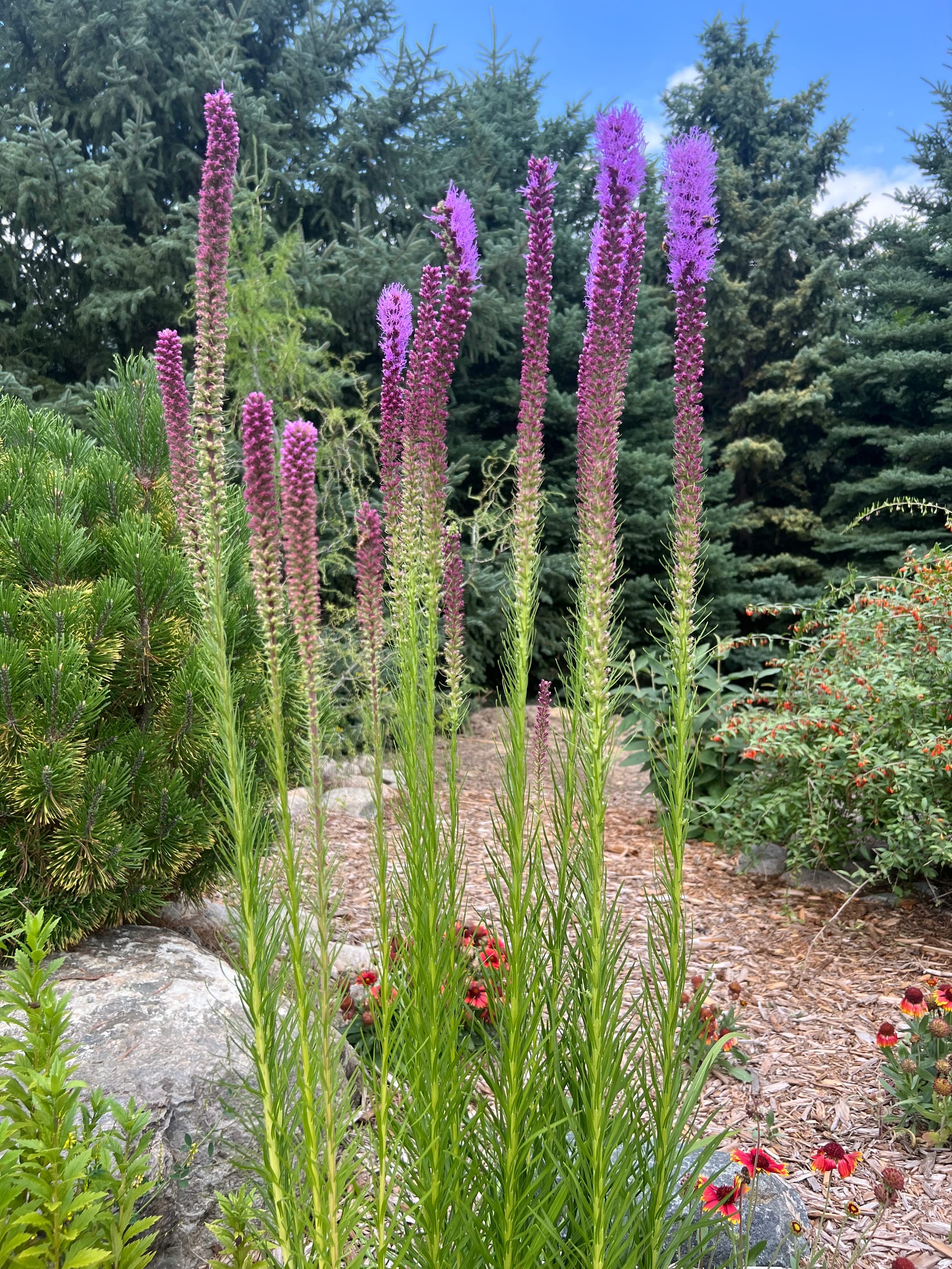 Prairie Blazing Star (Liatris pycnostachya) 
