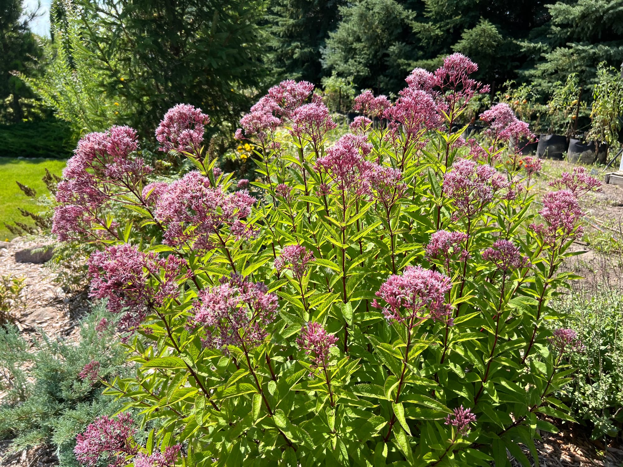 Joe Pye Weed (Eupatorium purpureum)