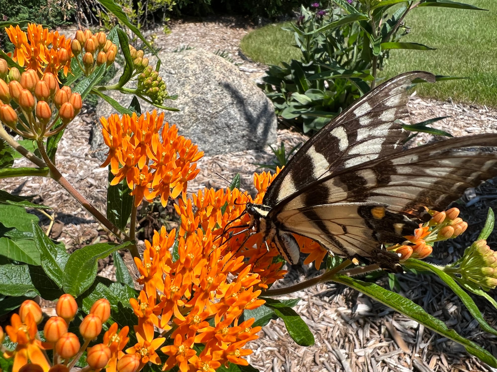 Butterfly Weed (Asclepius tuberosa)