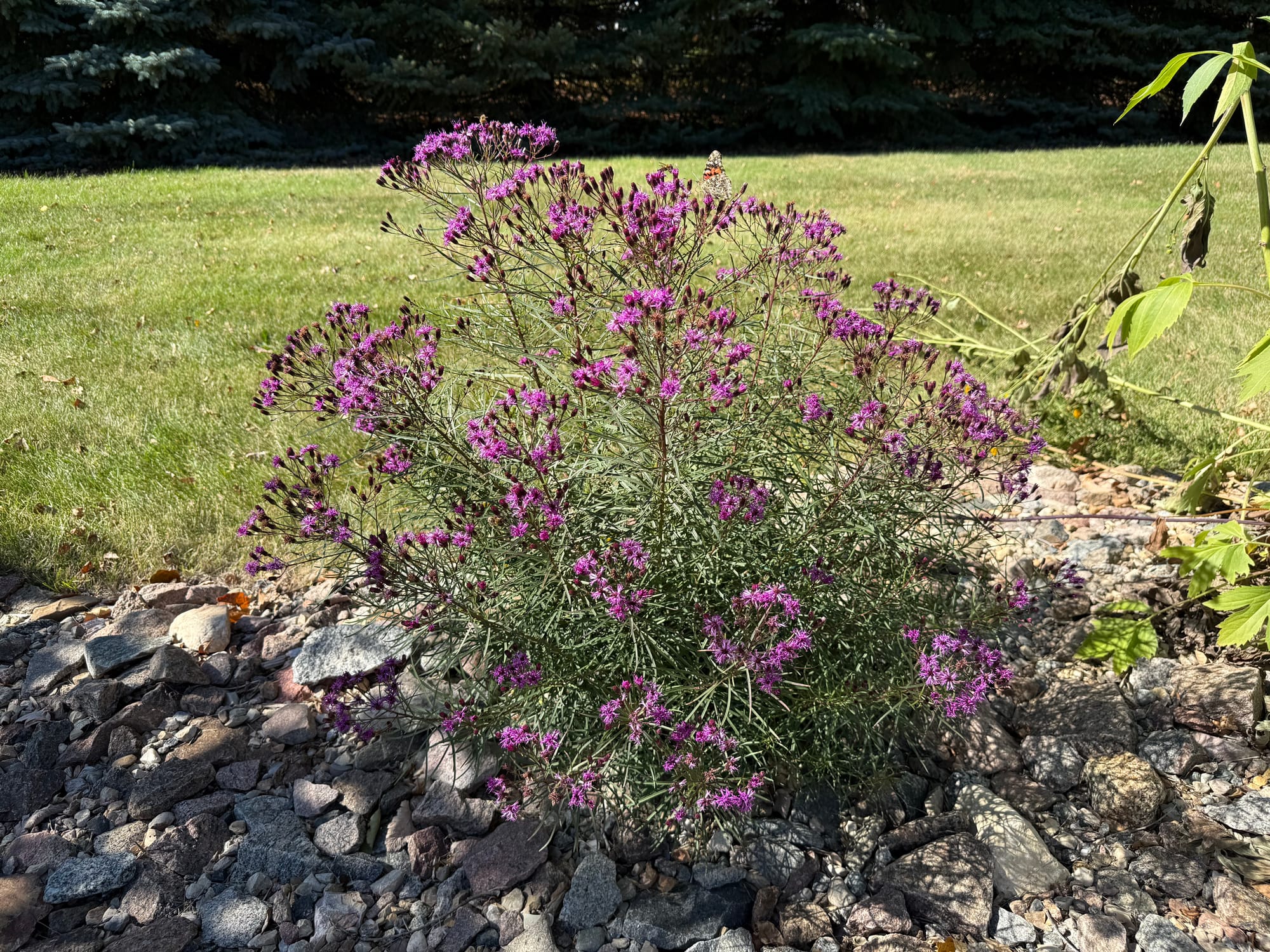 Ironweed (Vernonia)