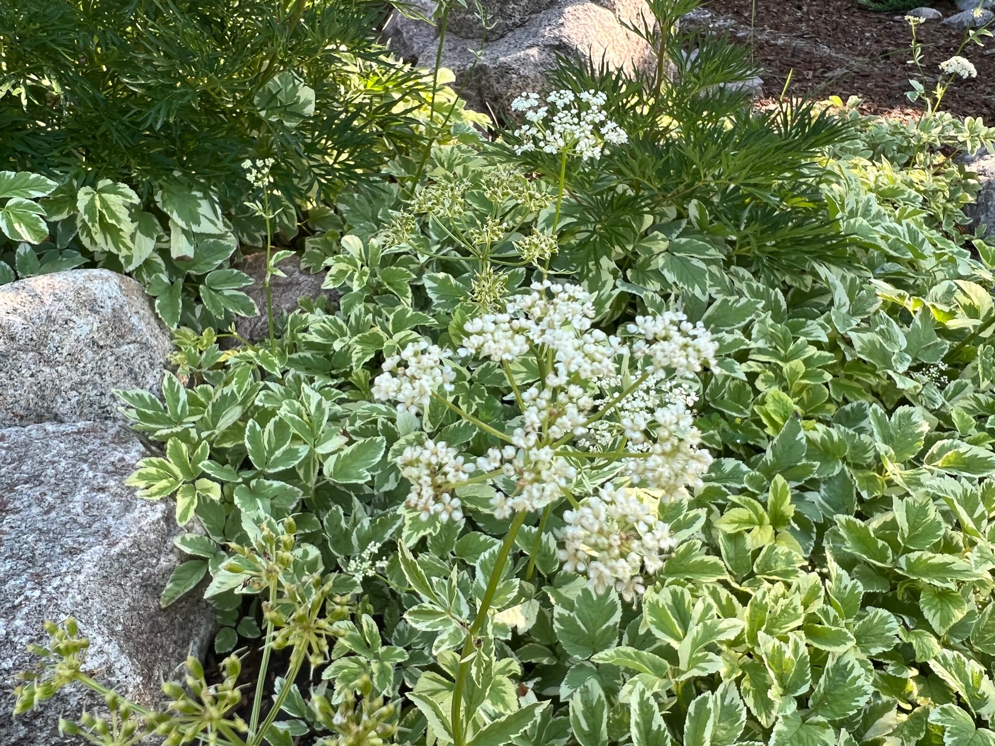 Snow on the Mountain - Aegopodium podagraria 'Variegata'