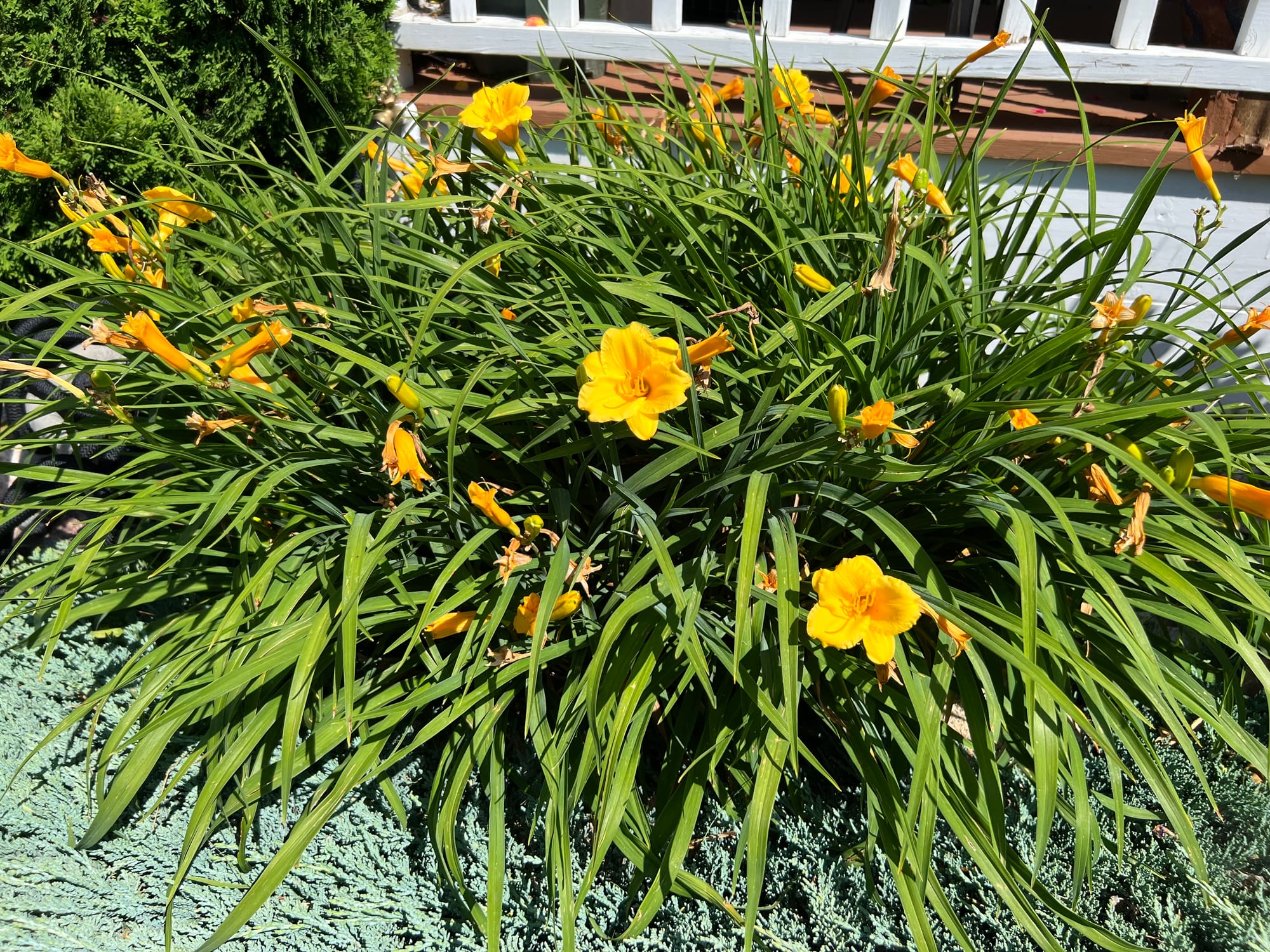 Stella de Oro Daylily