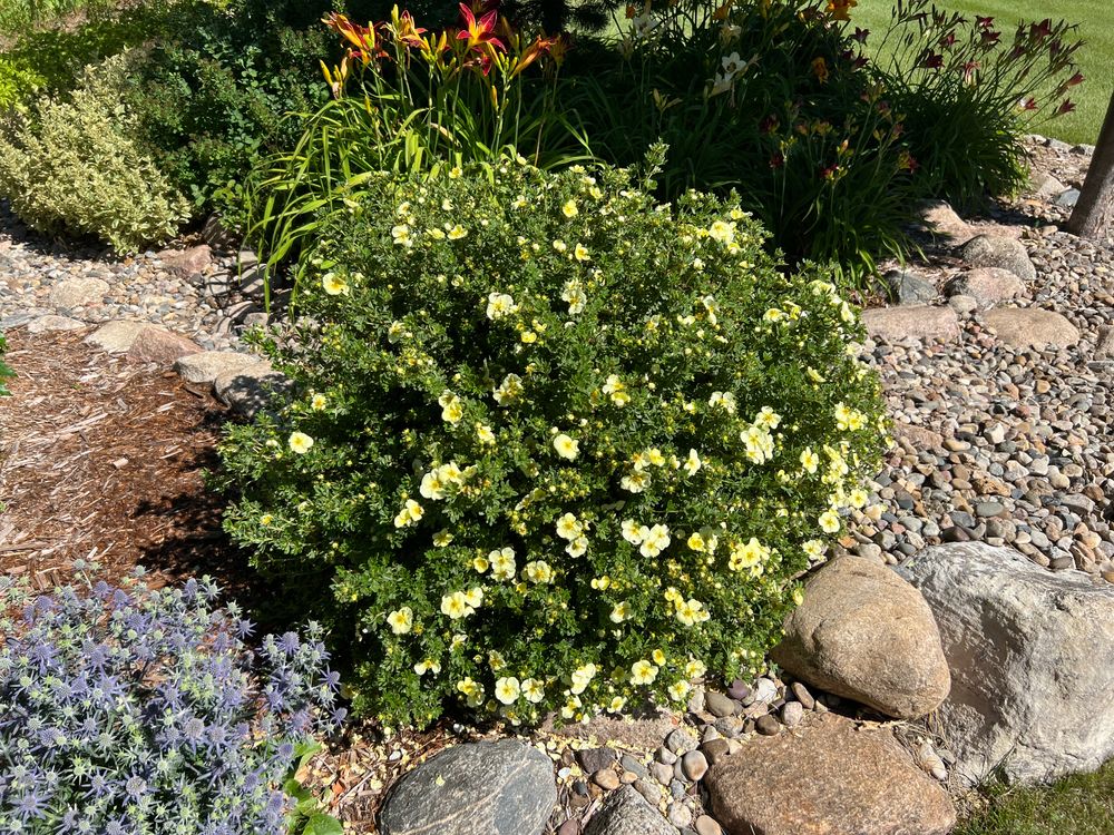 My Potentillas Are Thriving After Pruning Watch to see how they reacted!