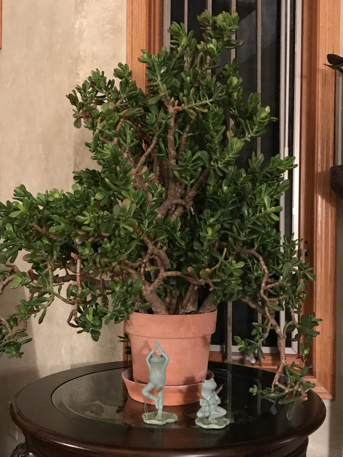 Repotting A Large Jade Plant 20 Years Old??