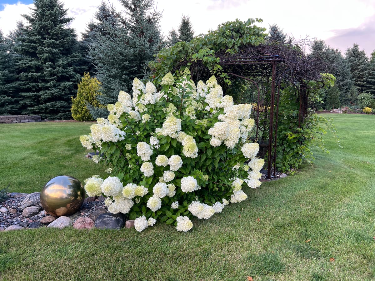 Panicle Hydrangeas | Summer Flower Power