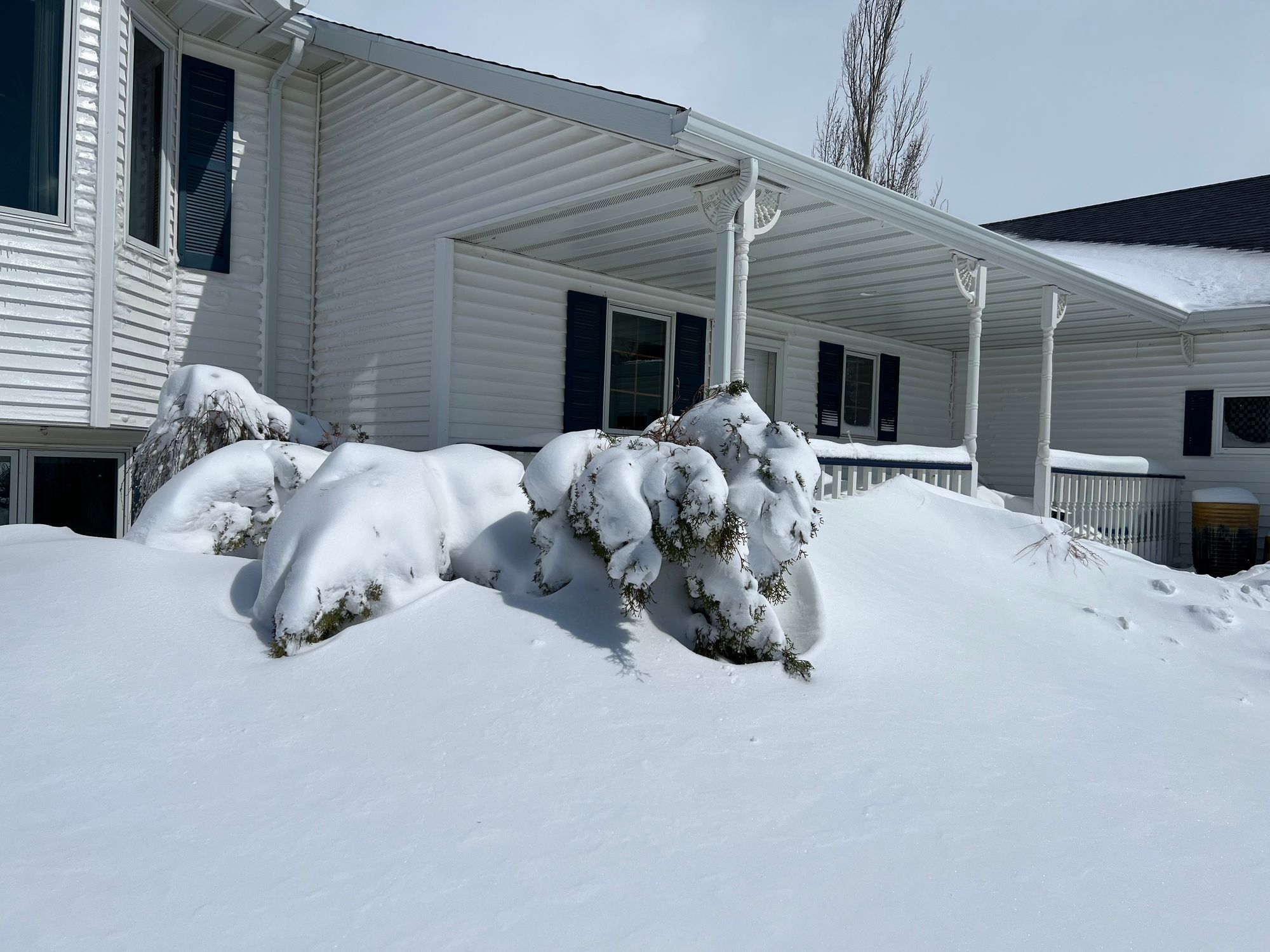 Holmstrup Arborvitae After Large Snowfall
