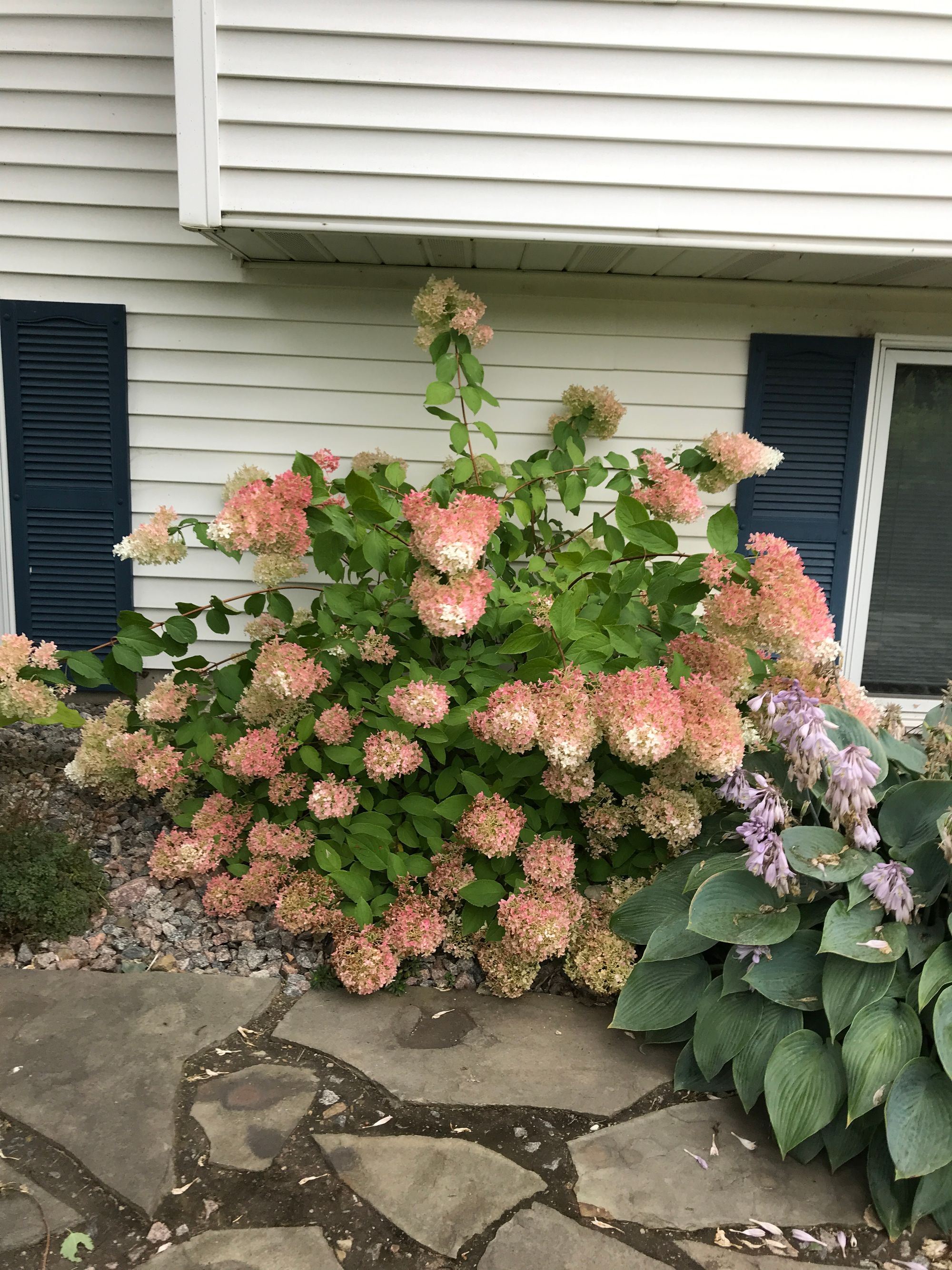 Little Lamb Hydrangea - Hydrangea paniculata 'Little Lamb'