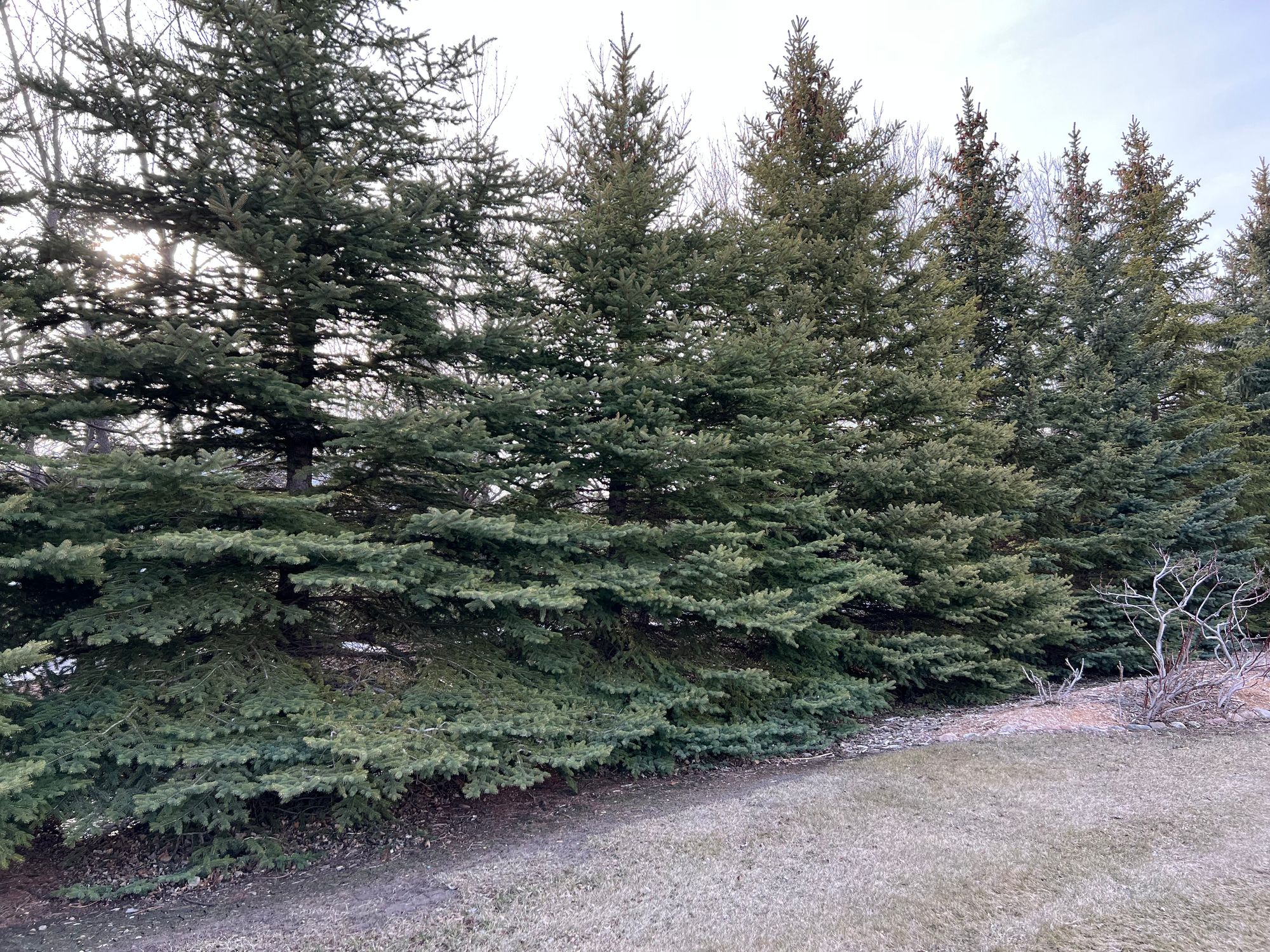 Colorado Spruce - Picea pungens