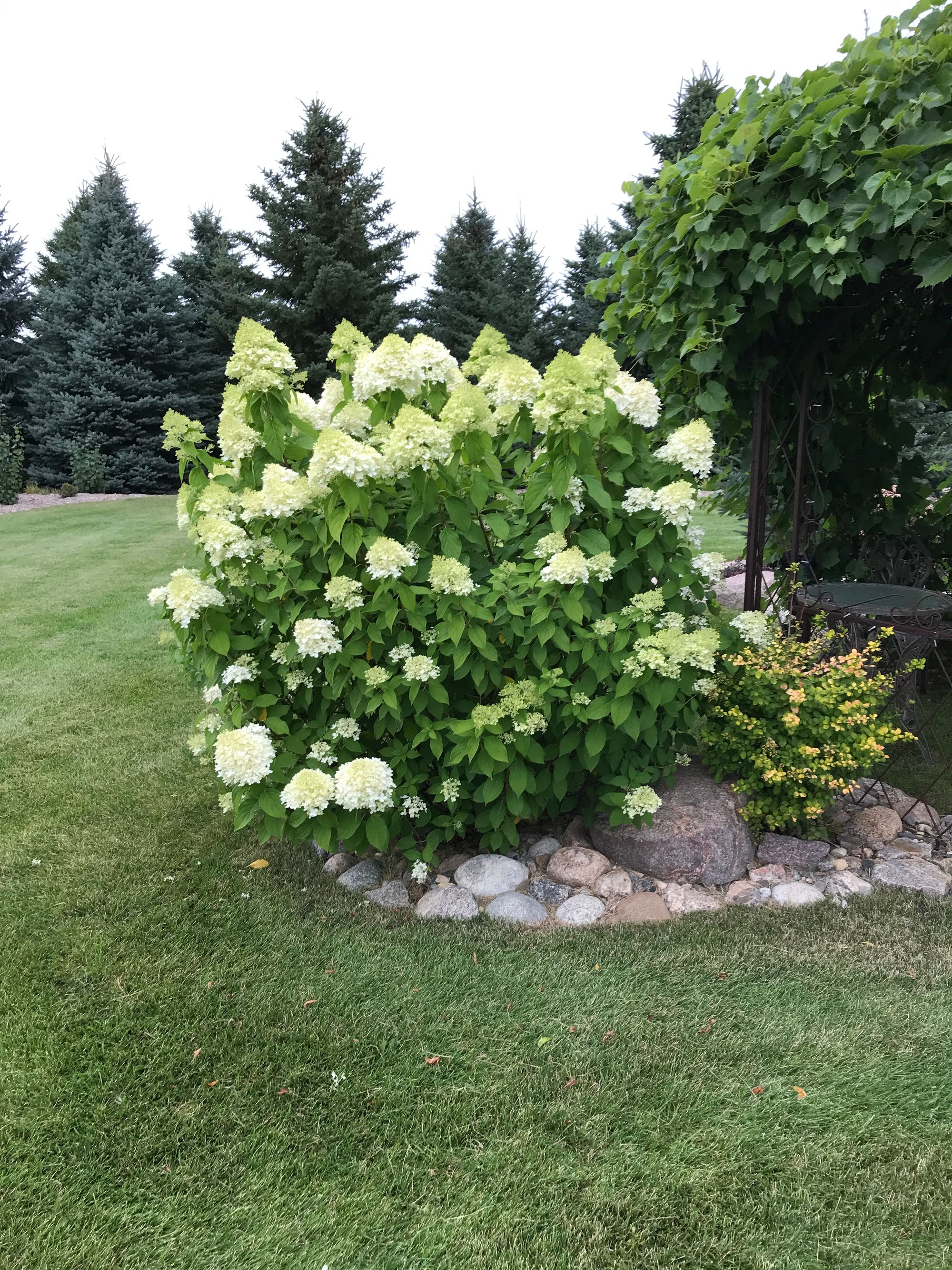 Hydrangea paniculata 'Limelight'
