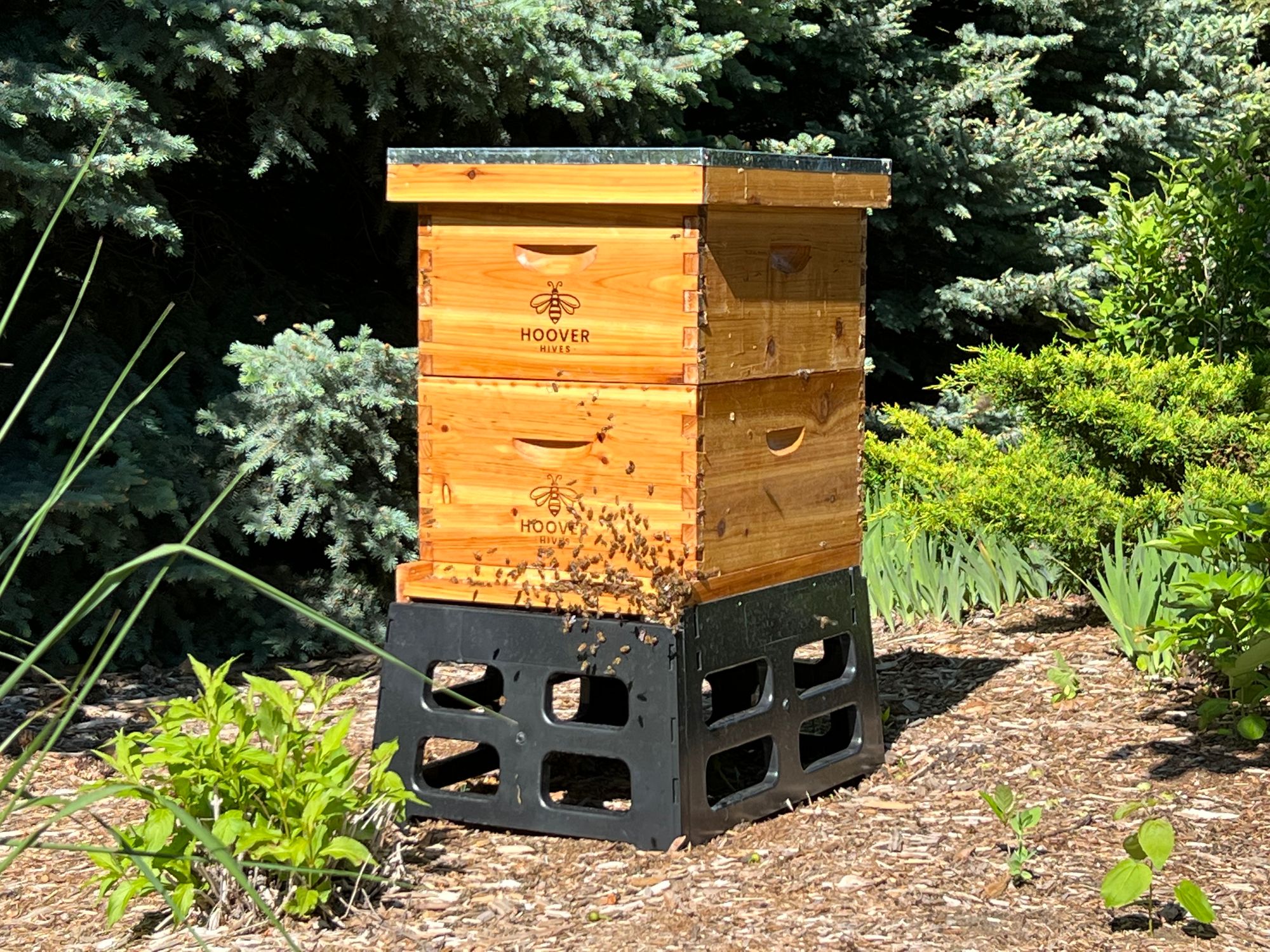 Active Hoover Bee Hive