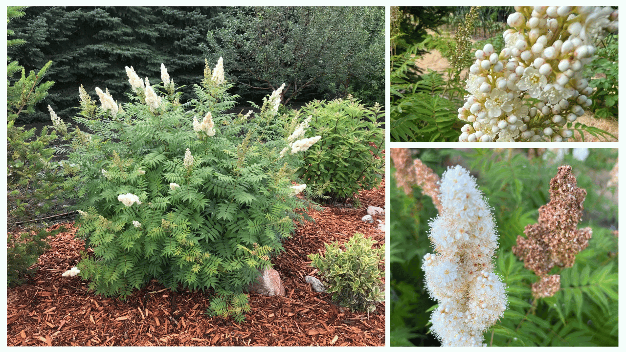 Ash Leaf Spirea, Sorbaria sorbifolia