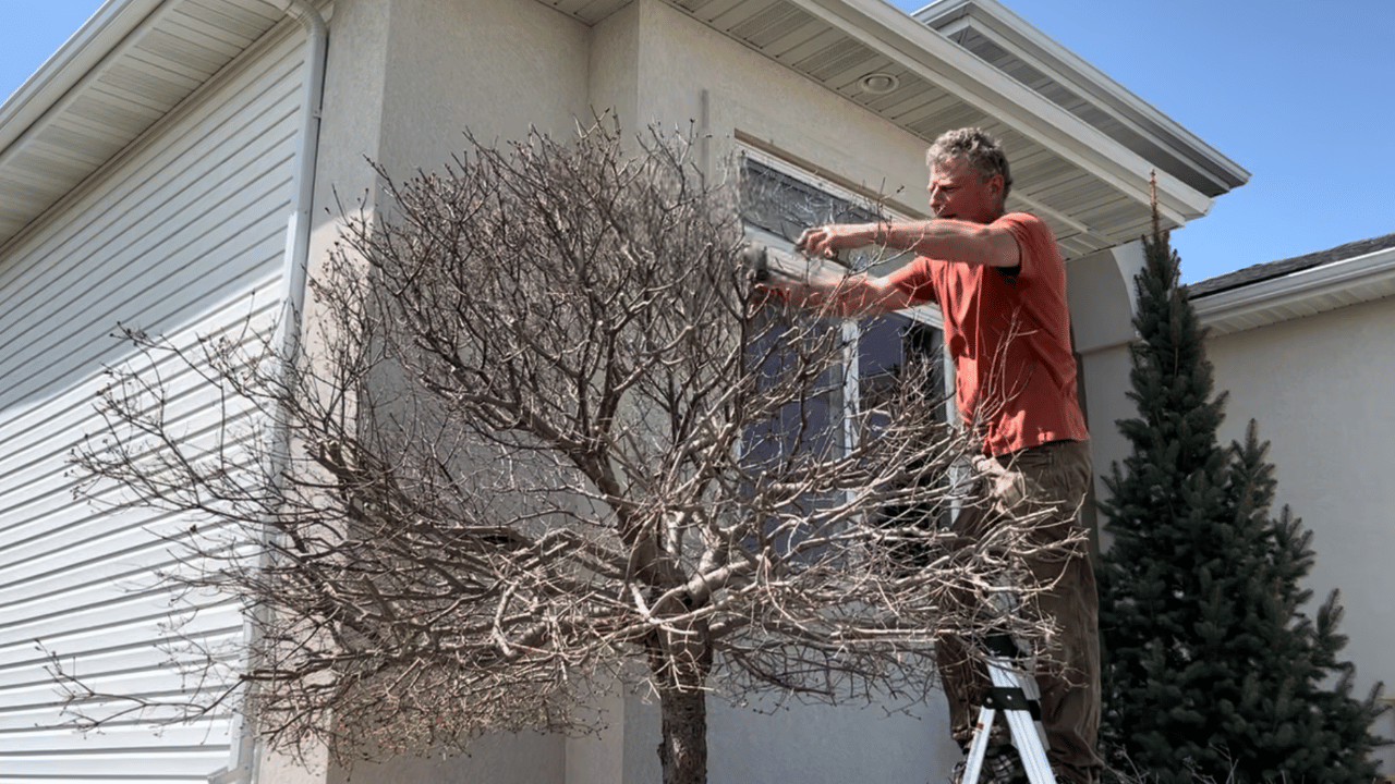 Pruning A Dwarf Korean Lilac Tree