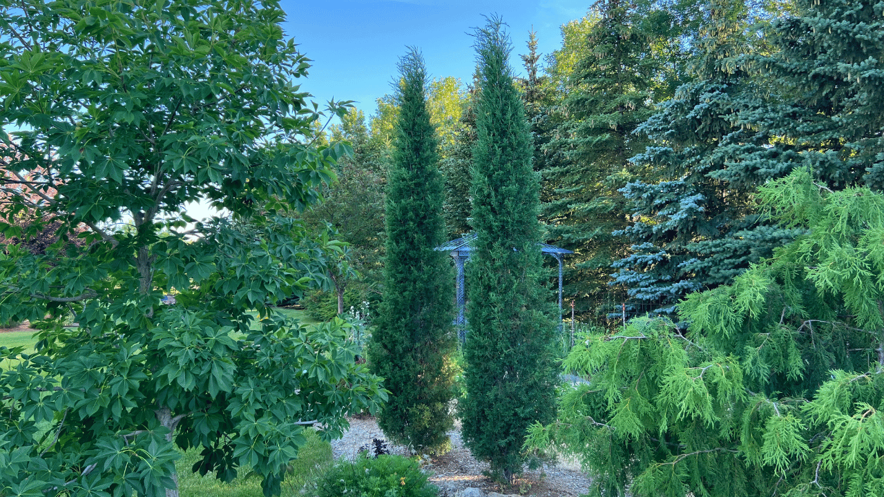 Taylor Juniper, Juniperus virginiana 'Taylor'