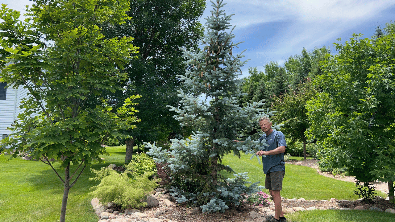 Hoops Blue Spruce, Picea pungens ‘Hoopsii’