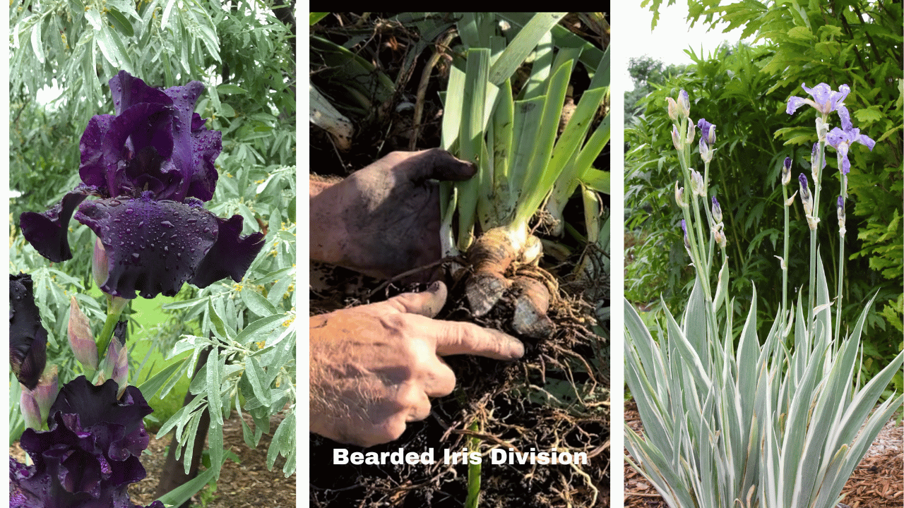 Bearded Iris