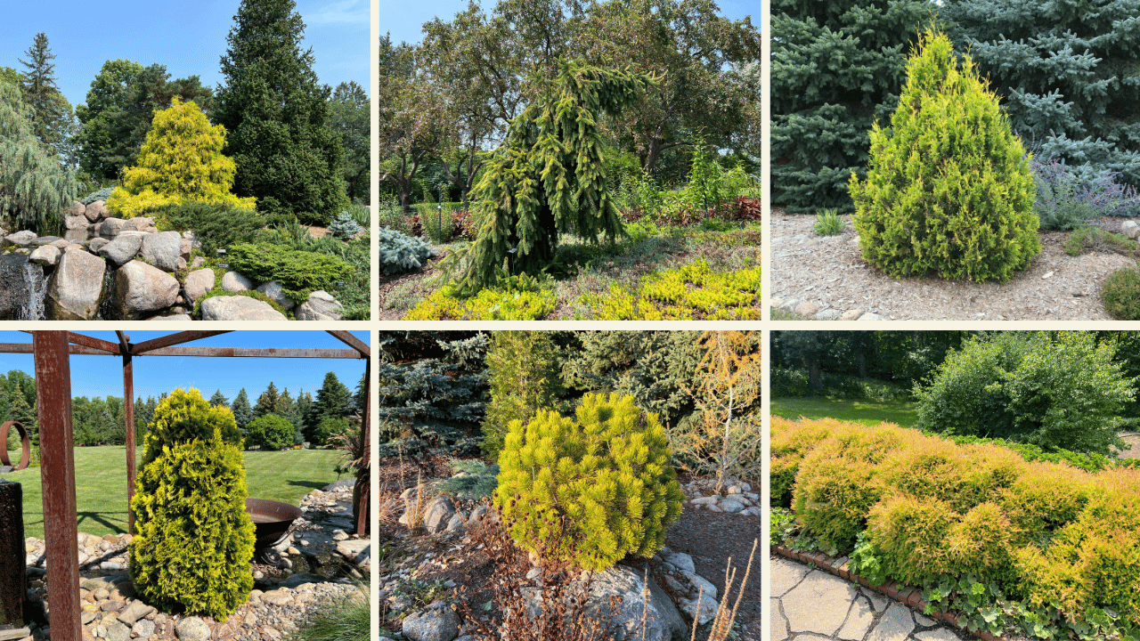 Conifers With Yellow Leaves