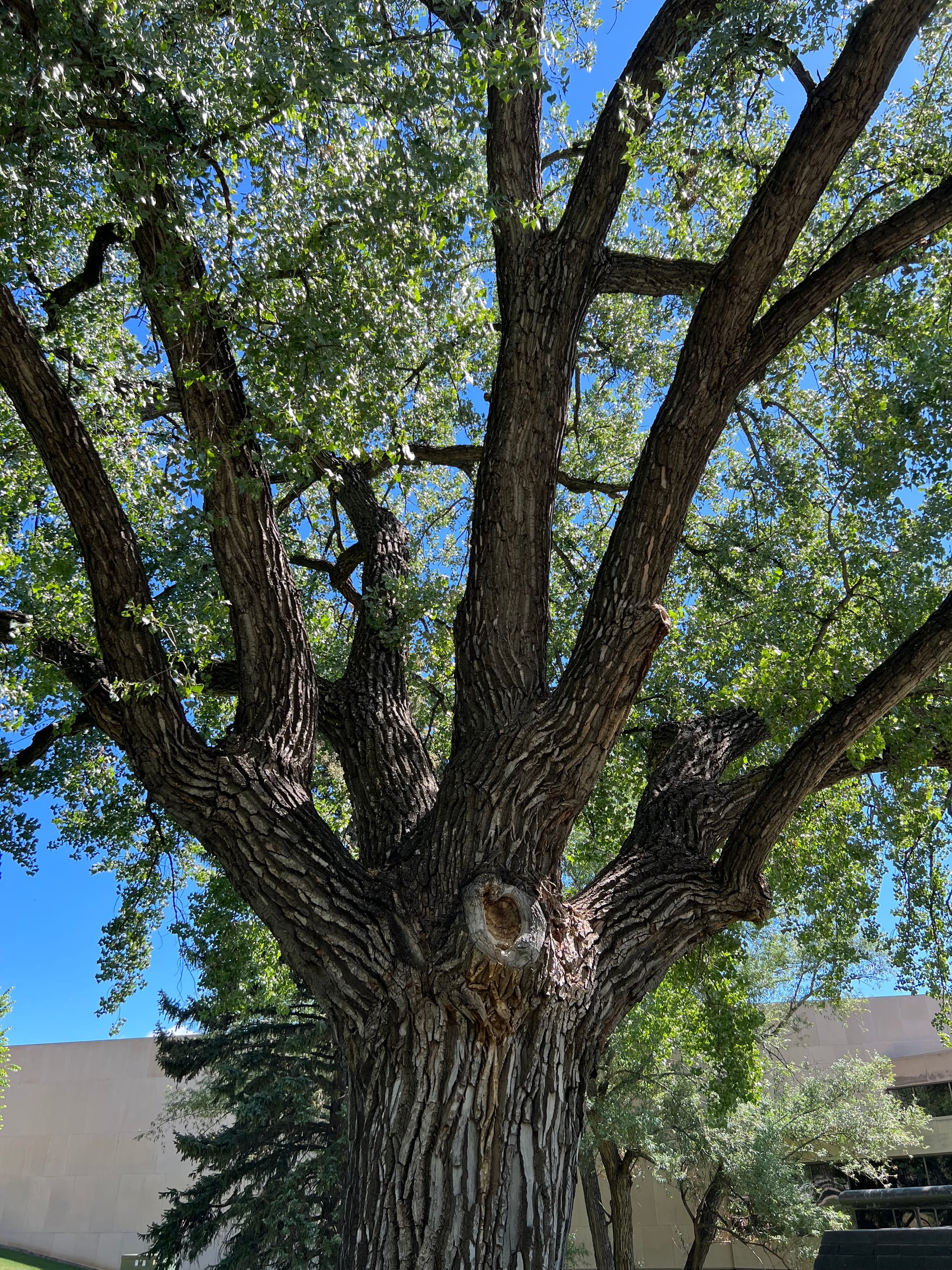 Cottonwood, Populus deltoides