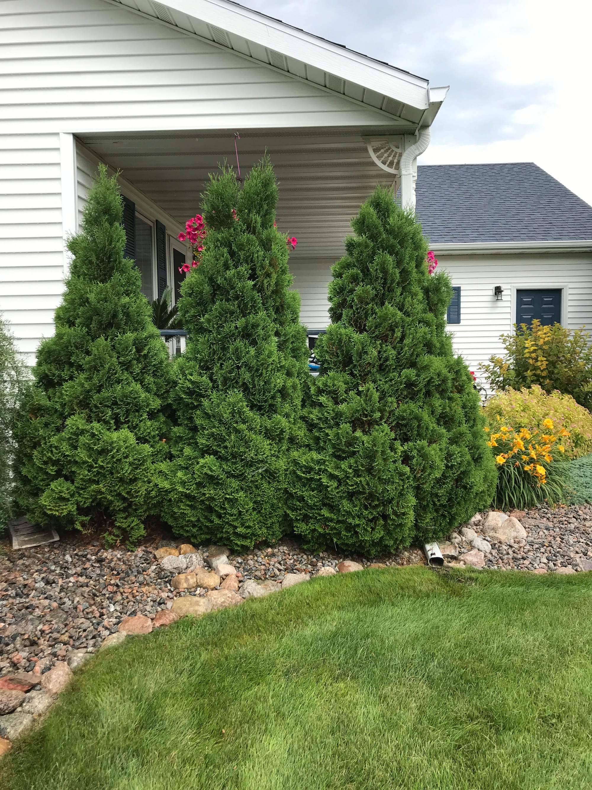 Holmstrup Arborvitae, Thuja occidentalis āHolmstrupā