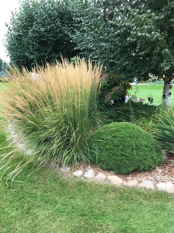 Karl Foerster Feather Reed Grass - Calamagrostis x acutiflora 'Karl Foerster'