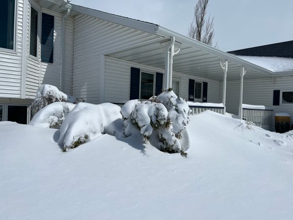 Holmstrup Arborvitae After Large Snowfall