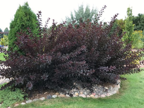 Summer Wine Ninebark - Physocarpus opulifolisus 'Seward'