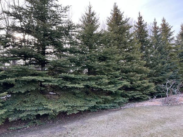 Colorado Spruce - Picea pungens