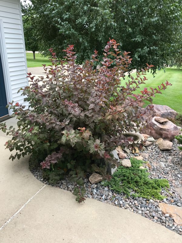 Amber Jubilee Ninebark - Physocarpus opulifolius 'Jefam' - Late Summer Color