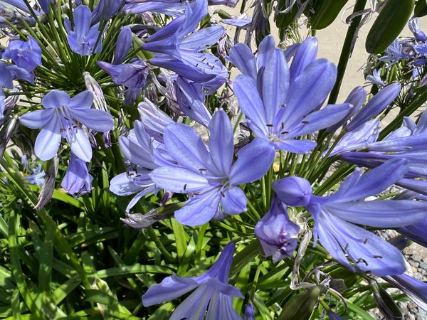 Agapanthus (Lily Of The Nile) Flower
