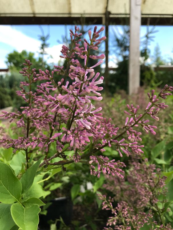 Lilac Flower