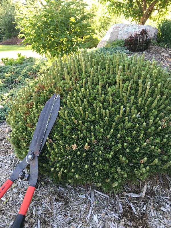 Pruning A Mugo Pine