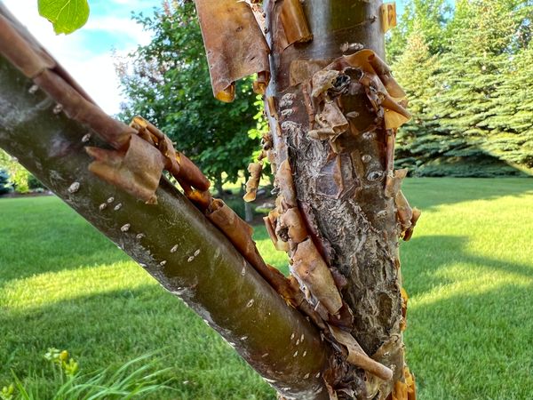 Bark Of Copper Curls Pekin Lilac - Syringa reticulata ssp. Pekinensis ‘Sundak’