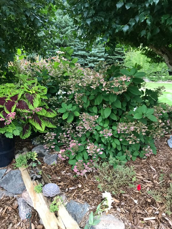 Quick Fire Hydrangea