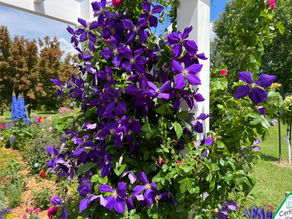 Jackman's Clematis