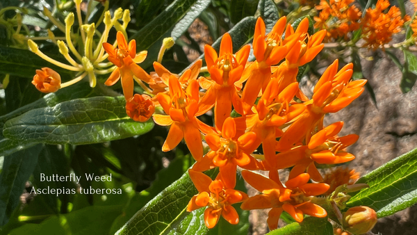 Butterfly Weed - Asclepius tuberosa
