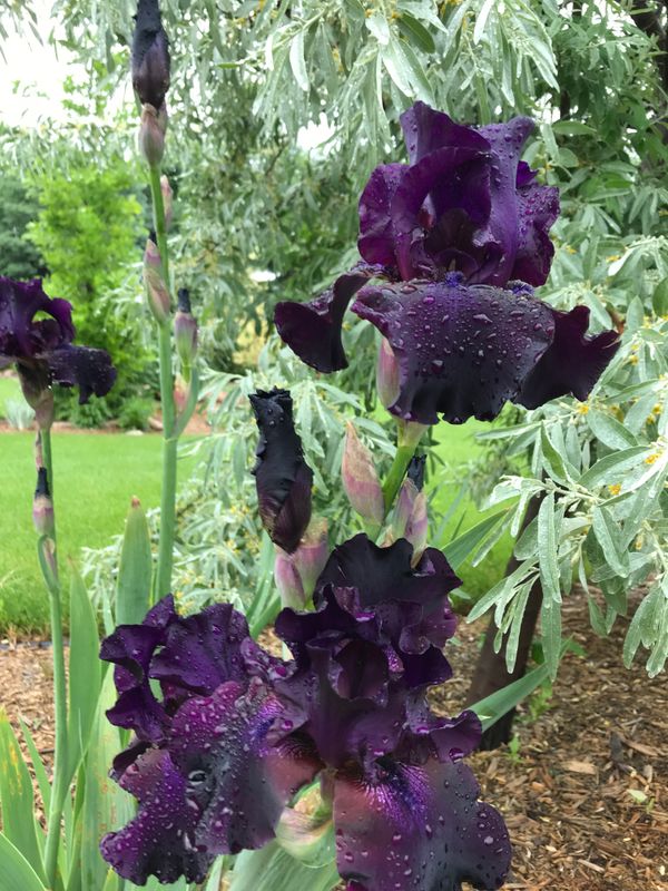 Bearded Iris